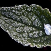 иней :: Михаил Бибичков иней :: Михаил Бибичков