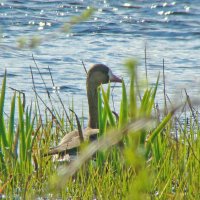 белолобый гусь :: gawrilа - dan белолобый гусь :: gawrilа - dan