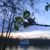 Клён :: Сапсан 