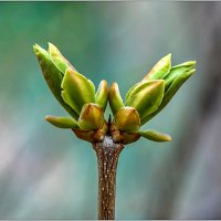 Весеннее пробуждение... :: Aquarius - Сергей