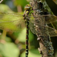 немного про стрекоз 4 :: Александр Прокудин