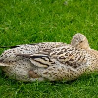 Поспать надо... :: Николай Гирш