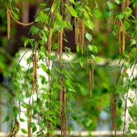 Берёзовые бруньки. :: Восковых Анна Васильевна Берёзовые бруньки. :: Восковых Анна Васильевна