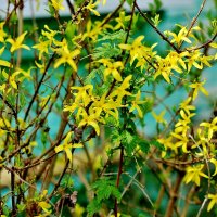 Цветёт моя форзиция. :: Восковых Анна Васильевна 