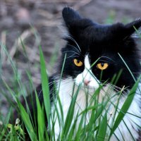 Зая возмущён до глубины души! На его территории чужак! :: Восковых Анна Васильевна 