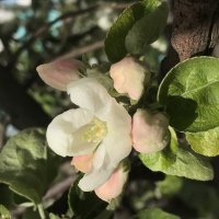Не смотря на апрельский холод… :: Pippa 