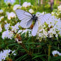 Июнь...Бабочка-боярышница на цветке багульника! :: Владимир 