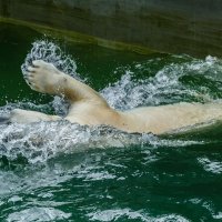 Белый :: SanSan 