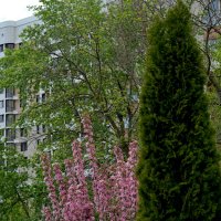 Такой апрель :: Сеня Белгородский