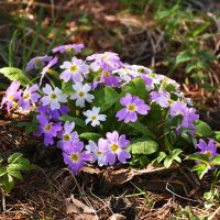 Москва. Ботанический сад МГУ. :: Наташа ***** Москва. Ботанический сад МГУ. :: Наташа *****