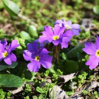 Москва. Ботанический сад МГУ. :: Наташа ***** Москва. Ботанический сад МГУ. :: Наташа *****