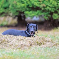 чика :: Александр Александр