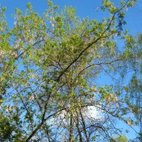 Апрельское небо :: Елена Семигина