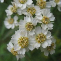 Тысячелистник иволистный :: Anna Ivanova