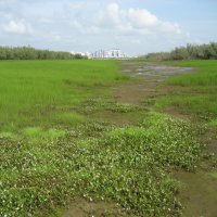 Лето :: Anna Ivanova