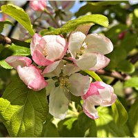 Солнечный денёк. :: Валерия Комова