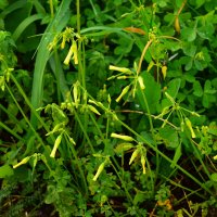 Oxalis pes-caprae :: Oleg4618 Шутченко