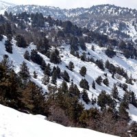 ЗИМНЯЯ ПРОГУЛКА. :: Виктор Осипчук ЗИМНЯЯ ПРОГУЛКА. :: Виктор Осипчук