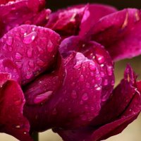 Утро тюльпана :: Юрий. Шмаков