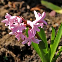 Розовая прелесть :: Светлана 