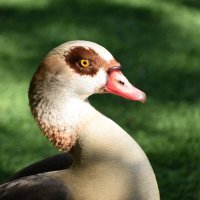 Нильский гусь :: Oleg4618 Шутченко