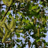 Верба и берёза :: Фёдор Меркурьев