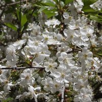 И ветви вновь  в наряде снежном, и снова кругом голова… :: Freddy 97