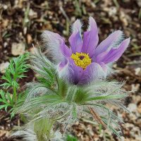 Сон-трава в моём саду! :: veilins veilins