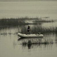 Туман не помеха... :: Aleksandr Gal