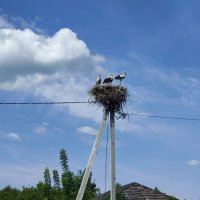 Аисты — удивительные птицы, которым многочисленные легенды приписывают удивительные качества. :: Ирэн 