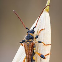 Жук усач(Stenopterus rufus syriacus). :: Александр Григорьев