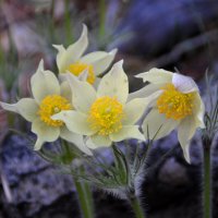 сон-трава :: lyudmila Курлова сон-трава :: lyudmila Курлова