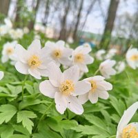 Ветреница :: Сапсан 