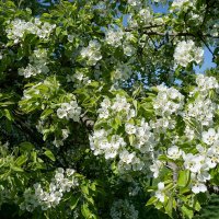 Казанский яблоневый сад в Коломенском :: Ольга Казанский яблоневый сад в Коломенском :: Ольга
