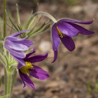 Сон трава :: Светлана Тихонина