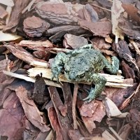 Дачная гостья :: Veera V