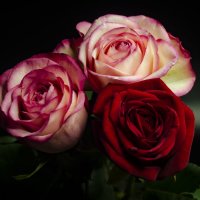 Говорят, люди, любящие цветы, обладают особенно нежным духом. :: Вадим Басов