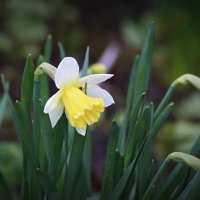 Нарцисс :: Любовь Сахарова