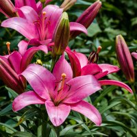 *** :: Виктор Иванович Чернюк