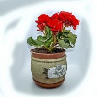 Вечноцветущая :: Валерий Иванович