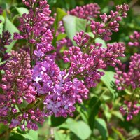 Москва. Парк Зарядье. Весна. Апрель. :: Наташа *****