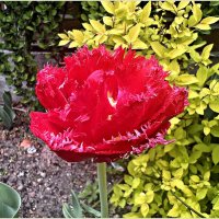 ****** :: Валерия Комова ****** :: Валерия Комова