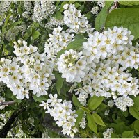 Ветка черёмухи. :: Валерия Комова Ветка черёмухи. :: Валерия Комова