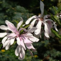 Цветок Магнолии :: Рита Симонова