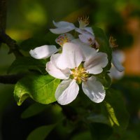 Доброе утро :: Юрий. Шмаков Доброе утро :: Юрий. Шмаков