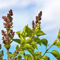 Сирень на подходе... :: Светлана 