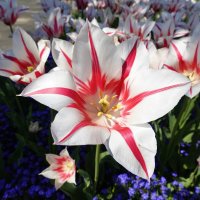 Какое счастье - видеть мир цветов,  Цветущий, яркий, многогранный......" :: Галина 