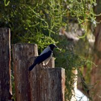 "А вдруг что-нибудь перепадёт."  (в зоопарке) :: Oleg4618 Шутченко