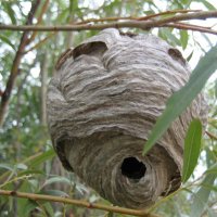 Осиное гнездо :: Anna Ivanova