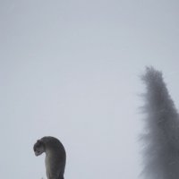 Посреди зимы :: Vladimir (Volf) Kirilin